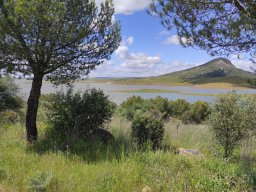 Flora del Cerro Masatrigo